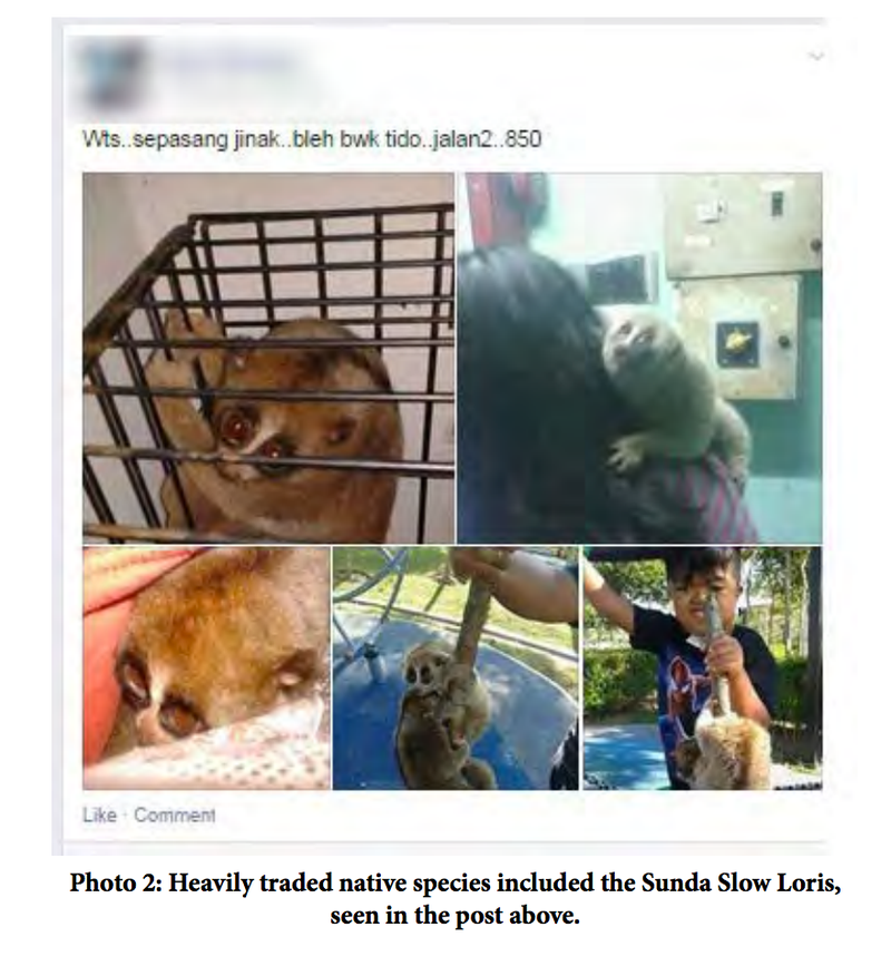 Illustration for article titled Jerks Are Selling Endangered Species on Facebook
